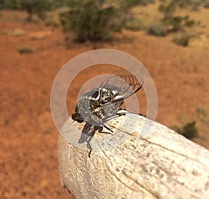 Closeup of a Cicada