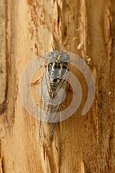 Closeup cicada Euryphara, known as european Cicada, crawling on the tree bark.