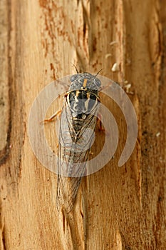 Closeup cicada Euryphara, known as european Cicada, crawling on the tree bark. photo