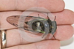 Closeup of a Cicada on a hand