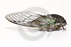 Closeup of a Cicada isolated on white