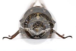 Closeup of a Cicada isolated on white