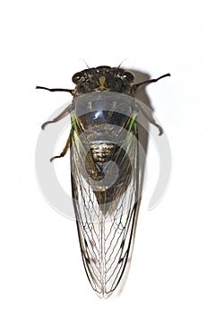 Closeup of a Cicada isolated on white