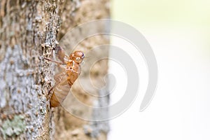 Cicada stains on tree