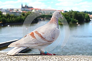 Closeup of the city pigeon standing on the bridge over river Vltava in Prague, with blurred view of Castle in the background