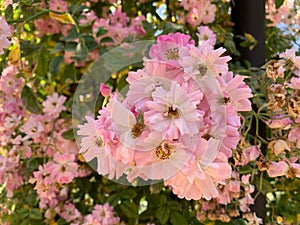 Closeup of a clair matin rose photo