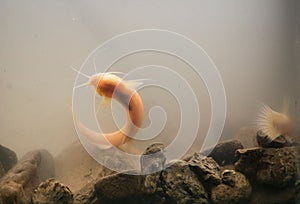 Closeup of Clarias cavernicola fish in the aquarium, stones on the bottom, blurred background photo