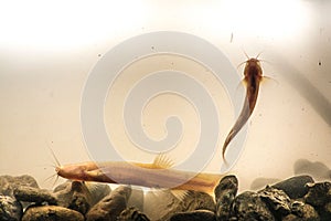 Closeup of Clarias cavernicola fish in the aquarium, stones on the bottom, blurred background photo