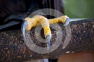 Closeup of a claws of an white-headed american bald eagle