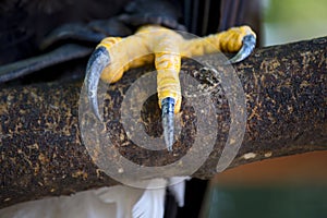 Closeup of a claws of an white-headed american bald eagle