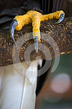 Closeup of a claws of an white-headed american bald eagle