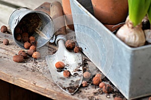 closeup on clay balls and dirt in a shovel for potted