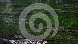 Closeup clear water flow over alga