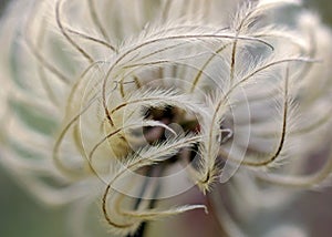 Closeup of a clematis flower seed head