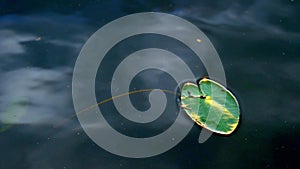 Closeup clip of a single water lily, nymphaeaceae, pad leaf with insects.