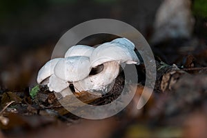 Detailní z houby v buk les 