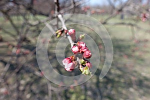 Closeup of closed flower buds of apricot tree in early spring