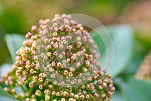 closeup of closed flowers of Santalum haleakala , family Santalaceae