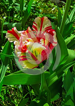 Closeup of a closed pastel rainbow-colored parrot tulip