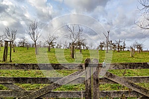 Closeup of closed wooden gate of an orchard with bare fruit trees