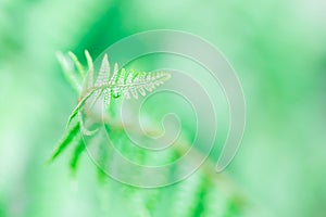 Closeup of closeup of a fern with beautiful and soft green background. Green fern in spring. Green nature background. Spring or