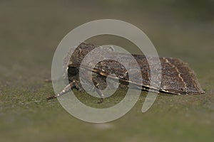 Closeup on a Clouded Drab owlet moth, Ortyhosia incerta