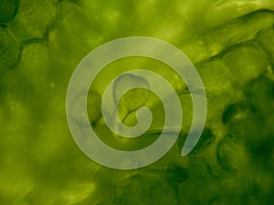 Closeup of clover leaf on microscope