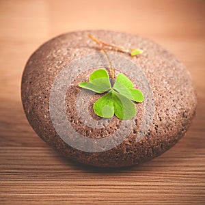 Closeup clover leaf and stone .