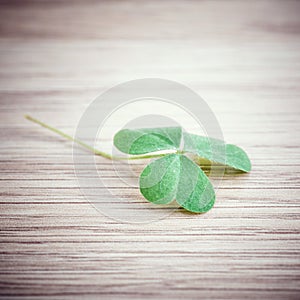 Closeup clover leaf .