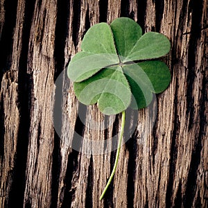 Closeup clover leaf .