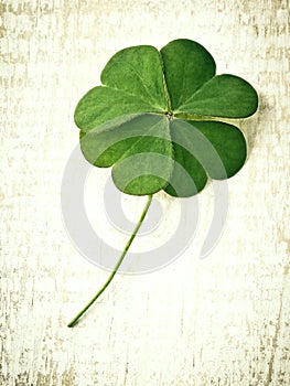 Closeup clover leaf .