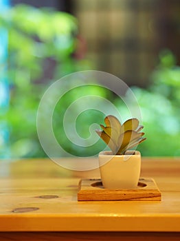 Closeup Clover with a white Pot and wooden plate. Minimal Style