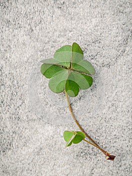 Closeup clovers leaves on Stone background. The symbolic of the