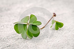 Closeup clovers leaves on Stone background. The symbolic of the