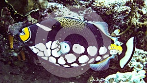 Closeup Clown Trigger Fish Balistoides conspisillum, Maldives.