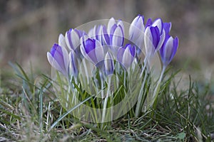 Clump of Purple Crocus naturalised in a garden lawn photo