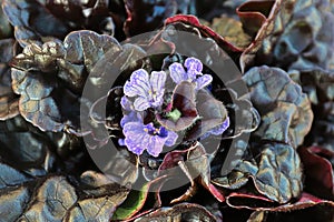 Closeup of cluster of bugleweed trumpet shaped flowers