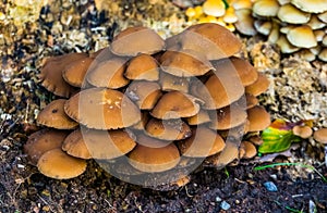 Closeup of a cluster of chestnut brittlestem mushrooms, common fungi specie from Europe