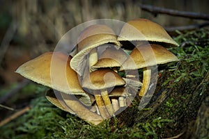 Closeup on a cluster of fresh emerged sulphur tuft mushroom, Hypholoma fasciculare