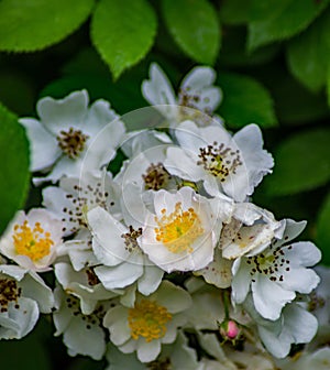Closeup of a Cluster of Multiflora Rose Wildflowers