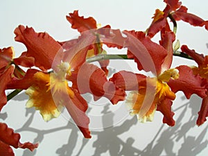 Closeup on a cluster of red orchids