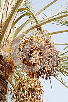 Closeup of Cluster of ripen dates