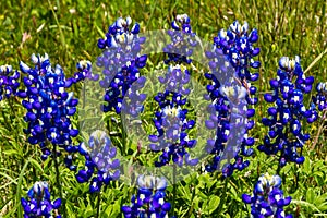 Closeup of a CLuster of Texas Bluebonnet Wildflowers.