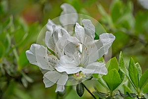 Closeup of Cluster of White Azalea Wildflowers