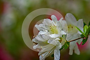 Closeup of a Cluster of White Azalea Wildflowers