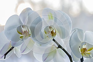 White orchids