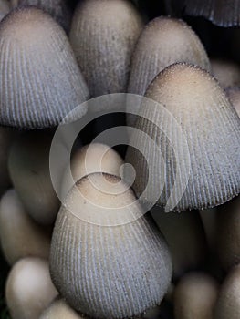 Closeup on cluster of wild ovate mushroom heads