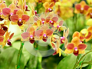 Closeup cluster of yellow orchids with blurred foreground and ba