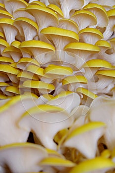 Closeup of a cluster of yellow oyster mushrooms
