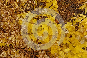 Closeup of clusters of autumn leaves